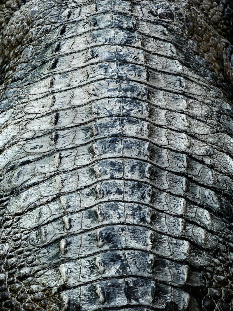 Scale-like texture