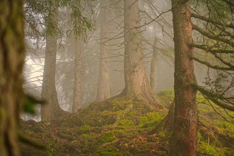 Enchanted Forest Garden
