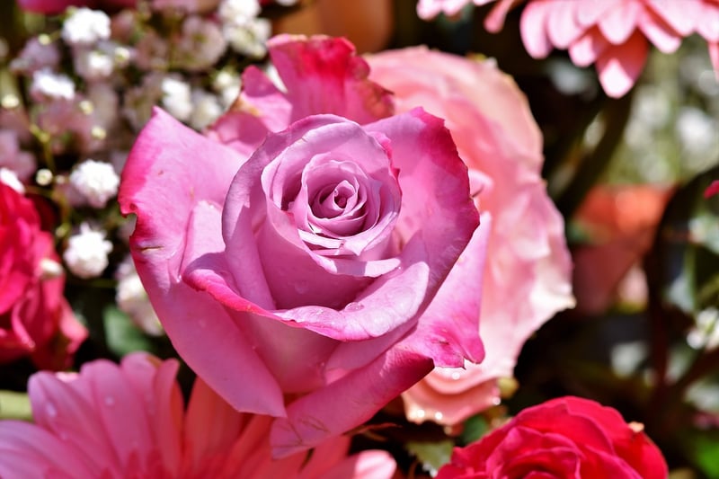 Secret Rose Garden